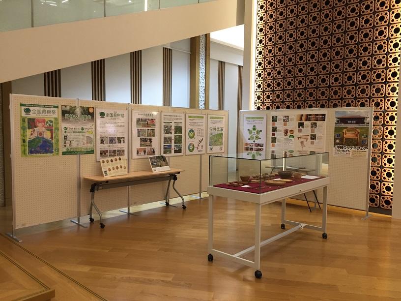 沖縄県立図書館森林管理課木の椅子展示