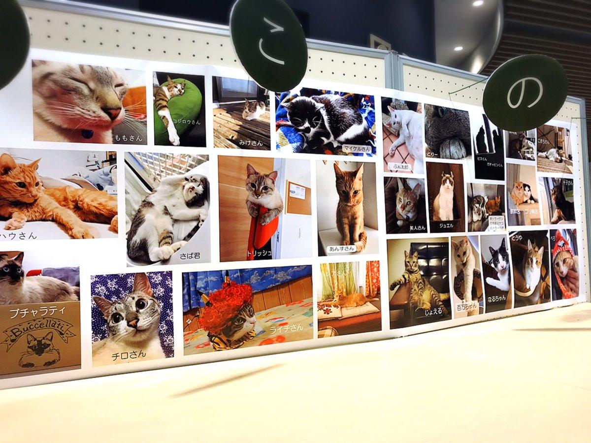 猫の日展示.２jpg.jpg